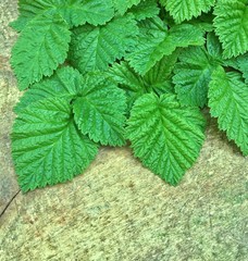 Green leaves on a wooden background.