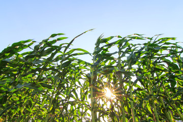 fresh corn row with sunlight