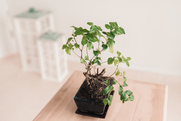 a small tree in a pot