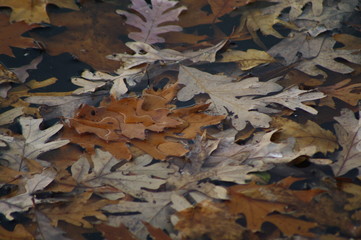 oak leaves