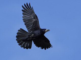 Rook (Corvus frugilegus)