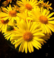 Spring flowers. Bouquet of yellow daisies.