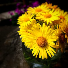 Spring flowers. Bouquet of yellow daisies.