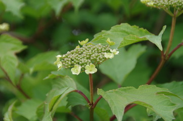 White buds of a hortensia