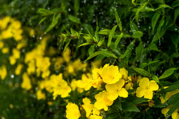 Dewy evening primroses in the flowerbed in the ornamental garden in a rainy day, nature and herb concept