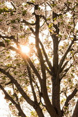 Golden setting sun through the blossom of an ornamental cherry in the spring, with a beautiful drawing of the branches.