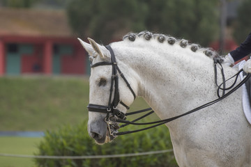 Caballo espa&ntilde;ol tuerto en una competicion de doma clasica