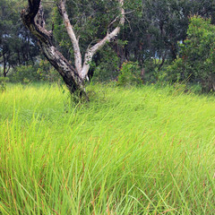 grass in forest, thailand