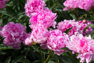 Peony flower