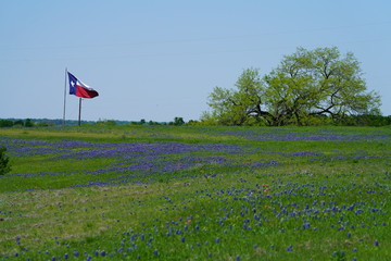 View along Texas Bluebonnets trail during spring time around the Texas Hill Country