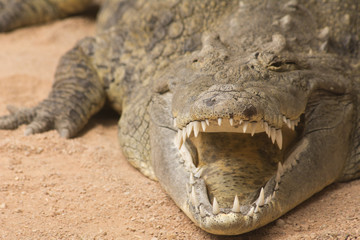 Fototapeta premium portrait of crocodile