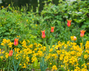 Orange tulips and yellow flowers in Paris park in spring