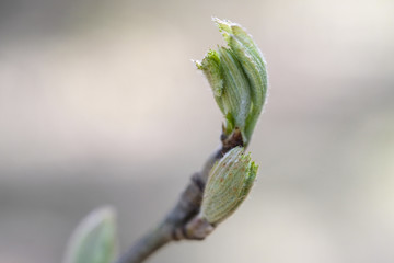 Young leaf close up