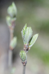Young leaf close up