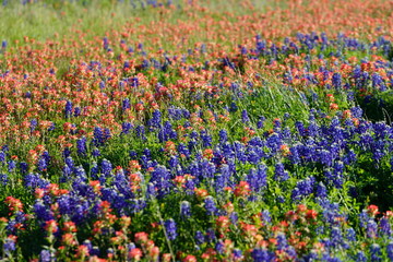 View along Texas Bluebonnets trail during spring time around the Texas Hill Country