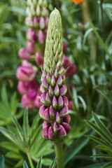 lupinus flower in bloom in the garden