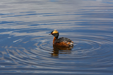 Wood Duck Grebe