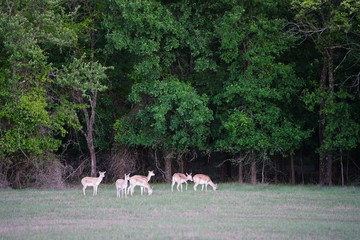 Obraz na płótnie Canvas Group of deer during dusk in North Texas