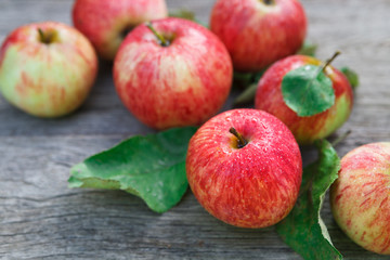 Naklejka na ściany i meble Red and yellow apples harvest in fall garden