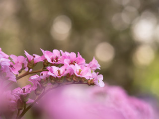 Pink blossom of Bergenia flower (elephant-eared saxifrage, elephant's ears)