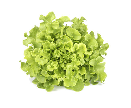 lettuce isolated on white background