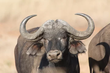 Fotobehang Kaapse buffel, een van de gevaarlijkste Afrikaanse dieren. © ryan
