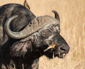 Cape buffalo, one of the most dangerous African animals.  © ryan