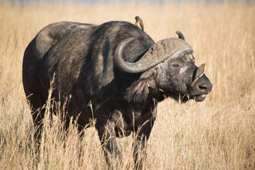 Cape buffalo, one of the most dangerous African animals. 