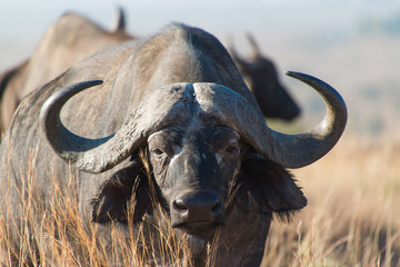 Cape buffalo, one of the most dangerous African animals.  © ryan