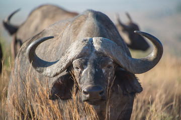 Cape buffalo, one of the most dangerous African animals.  © ryan