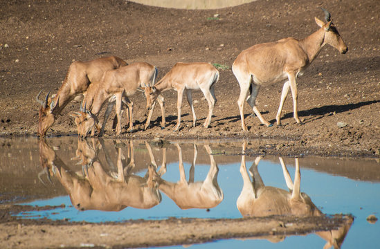 Hartebeest at the watering hole