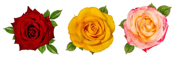 Foto auf Acrylglas Rose isoliert auf weißem Hintergrund © ilietus