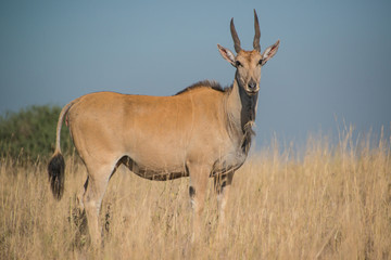 Eland, the largest of the Antelope family