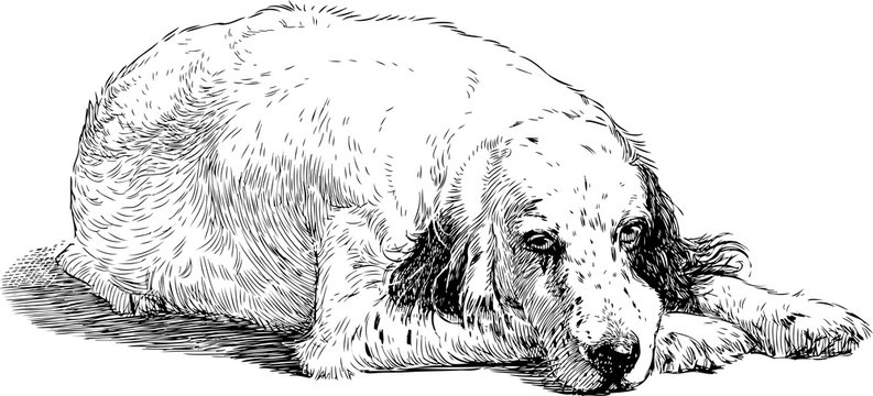 Sketch of a sad spaniel