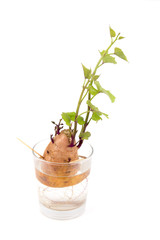 Fototapeta na wymiar yam sweet potato root regrowth on water glass