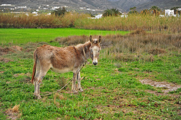 Obraz na płótnie Canvas Little donkey in the field