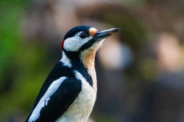 Great Spotted Woodpecker