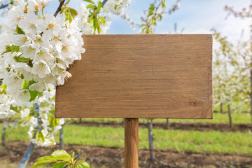 flowering cherry trees and in the foreground a signboard, the concept