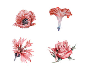 Watercolor set of garden flowers: Rose, Cosmos, Morning Glory, Cornflower, Lilly, Poppy, Viola 