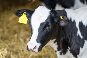 Black and white calf standing in a stable