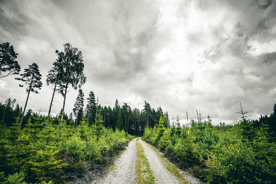 Dirt road going into a forest in cloudy weather