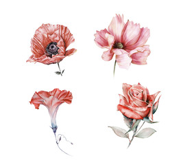 Watercolor set of garden flowers: Rose, Cosmos, Morning Glory, Poppy