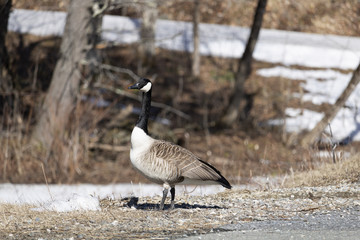 Bernache du Canada en migration printemps Magog, Québec Canada