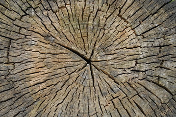 Tekstura drewna