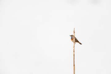 Bluethroat (Luscinia svecica) perching on reed with a white background.