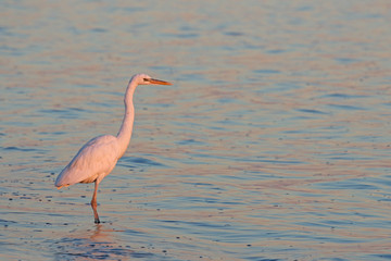 A Great Egret (Ardea alba) hunting on the shore of the West Cape of Everglades National Park, Florida.