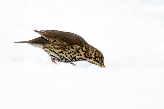 UK Song Thrush Feeding In The Snow