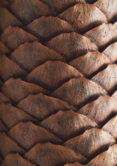  Cone texture