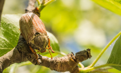 May bug in a sunny summer garden