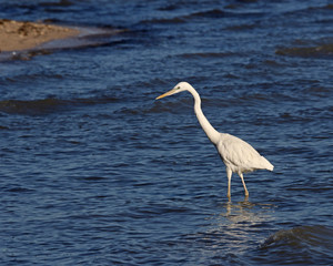 A Great Egret (Ardea alba) hunting on the shore of the West Cape of Everglades National Park, Florida.